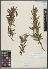 Foto von Salix alba L.